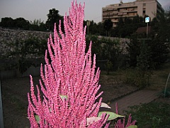 Fleur rouge de nuit 1